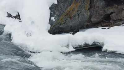 The otters can't risk a swim. - Epic Yellowstone