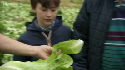 The outer leaves are the most nutritious, where it's green. - Back in Time for Dinner