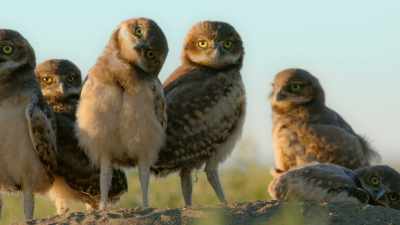 ...the owlets know to keep their distance. - Super/Natural