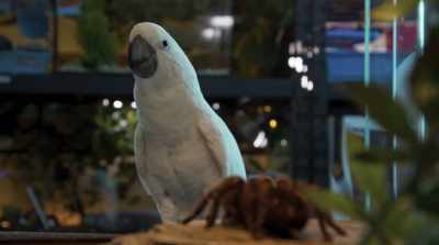The owner clips my wings to
keep me from flying off my perch. - Cats & Dogs 3: Paws Unite
