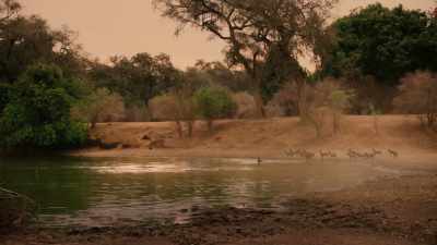 The pack are desperate to help, - Dynasties