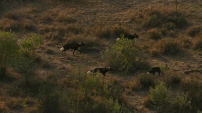 The pack, fans out to surround the prey. - Chasing the Rains