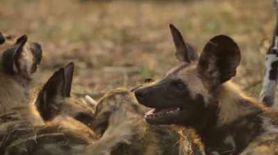 The pack is growing
wiser and closer each day. - Surviving Paradise: A Family Tale