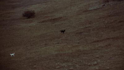 The pack needs to get as close as they can before launching an attack. - Earth at Night in Color