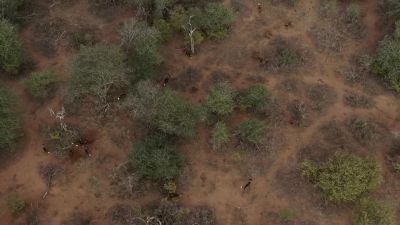 The pack is outnumbered, outgunned - Chasing the Rains