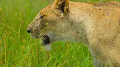 The pack would be wise
not to test her patience again. - Surviving Paradise: A Family Tale