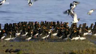 The packed mudflats
are the perfect hunting ground. - Wales: Land of the Wild