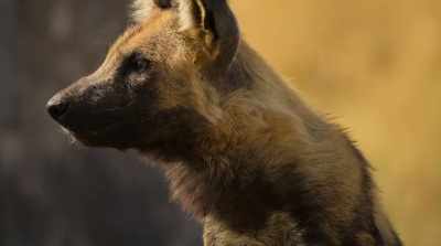 The painted wolves
have made it through the flood, - Surviving Paradise: A Family Tale