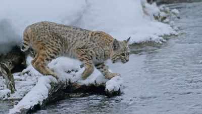 The pangs of hunger
are overwhelming - Yellowstone: One-Fifty