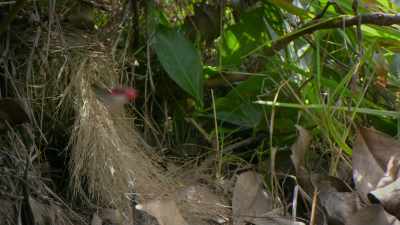 The parent birds
recognise their young - Attenborough's Life in Colour