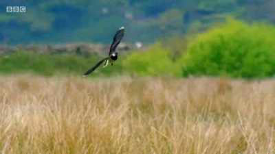 The parents have spotted the threat. - Wales: Land of the Wild