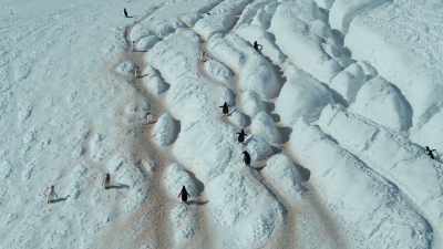 The paths they follow,
carved by thousands of tiny footsteps, - Our Planet