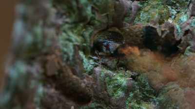 The pea-sized pest emits a pheromone... - Super/Natural