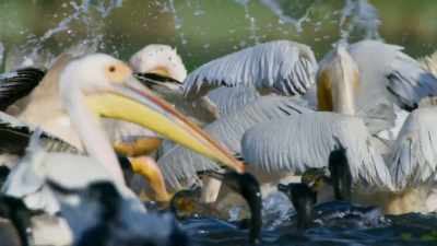 The pelicans don't join the feast
directly. - Seven Worlds, One Planet