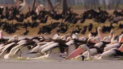 The pelicans feed... - Our Planet