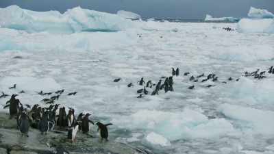The penguins can neither walk nor swim. - Seven Worlds, One Planet