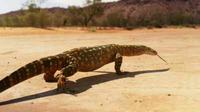 The perentie, two metres long, - Seven Worlds, One Planet