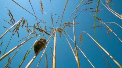 The perfect outposts as she forages throughout her home range. - Tiny World
