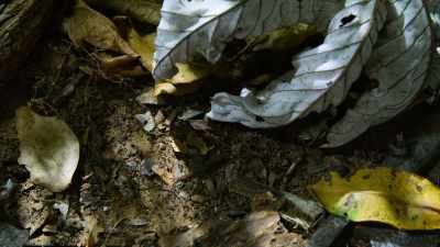 The perfect size to hunt micro-bugs
down here in the leaf litter. - Tiny World