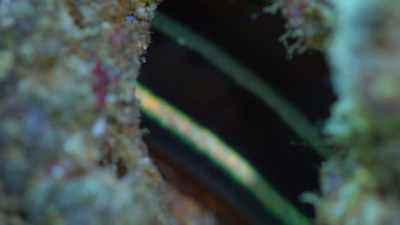 The pigment cells in its skin - Attenborough's Life in Colour