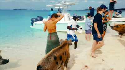 The pigs at one point bit Billy
in the balls - Fyre Fraud