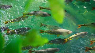 The piraputanga watch them
attentively. - Seven Worlds, One Planet