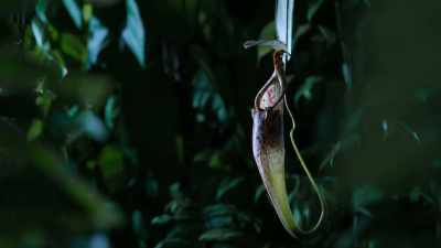 The pitcher provides secure accommodation - Our Planet
