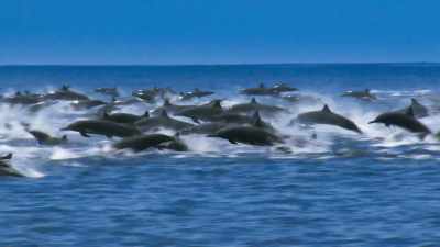 The plan is to film - Blue Planet II
