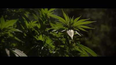 The plants on Spy
Rock are far bigger - Sasquatch