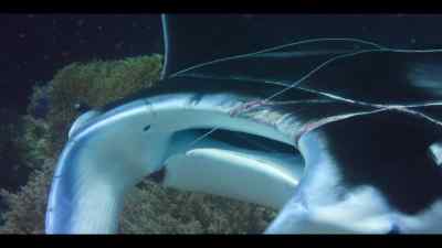 The plastic line
will eventually cut through its flesh. - Our Oceans