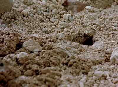 The pocket mouse
has only one defense --
he goes underground, - The Living Desert