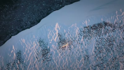 'The polar bear mother
has made it through the long winter. - A Year on Planet Earth