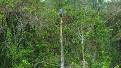 The pole is also a great vantage point
for spying prey. - Dancing with the Birds