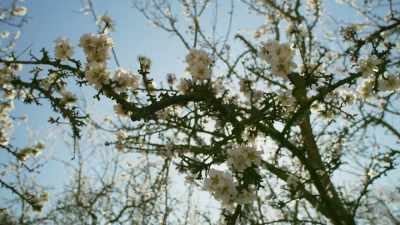 The pollen doesn't have to move far, - The Green Planet