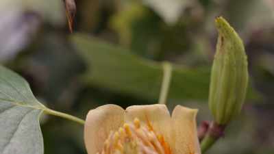 The pollen was
rich in protein, - Cosmos: Possible Worlds