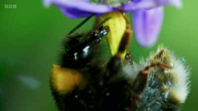 The pollen will feed her young, - Wild Isles