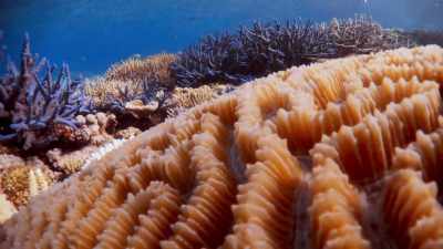 The polyps also extract
calcium carbonate from the sea water, - Blue Planet II