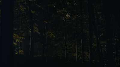The portion of the
trail where he was found - Who Killed Our Father?