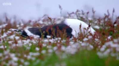 The prey is regurgitated,
in time for tea. - Wales: Land of the Wild