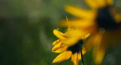 The principles seem
to be consistent. - The Pollinators