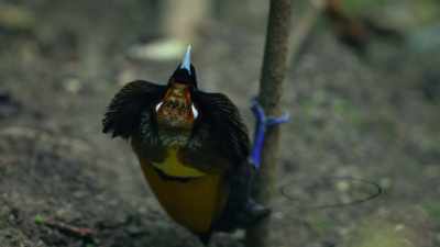 The prize—giving, however,
is unmistakable. - Attenborough's Life in Colour