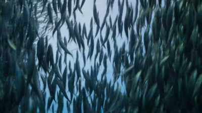 The problem is that our fishing fleets - David Attenborough: A Life on Our Planet