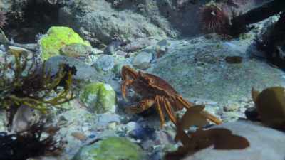 The problem when you're a crab, - My Octopus Teacher