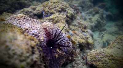 - The pterois lionfish
is well-known for - Kings of Pain