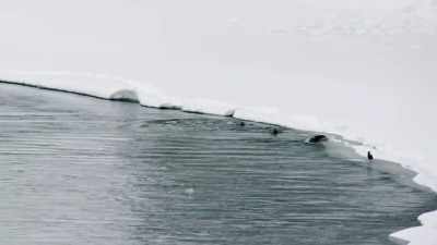 The pull of the current
is suddenly swift, - Epic Yellowstone