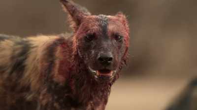 The puppies will go hungry today. - Dynasties