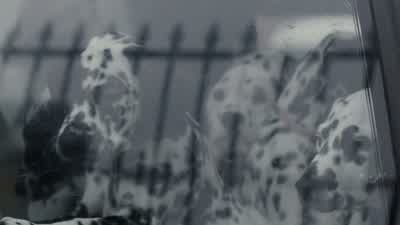 The puppies. - 101 Dalmatians