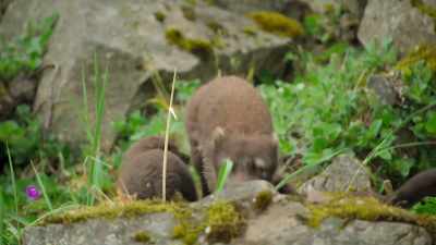 The pups are getting hungrier. - Wild Babies