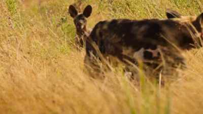 The pups' first meal out is impala... - Wild Babies