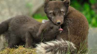 The pups must fatten up fast. - Wild Babies